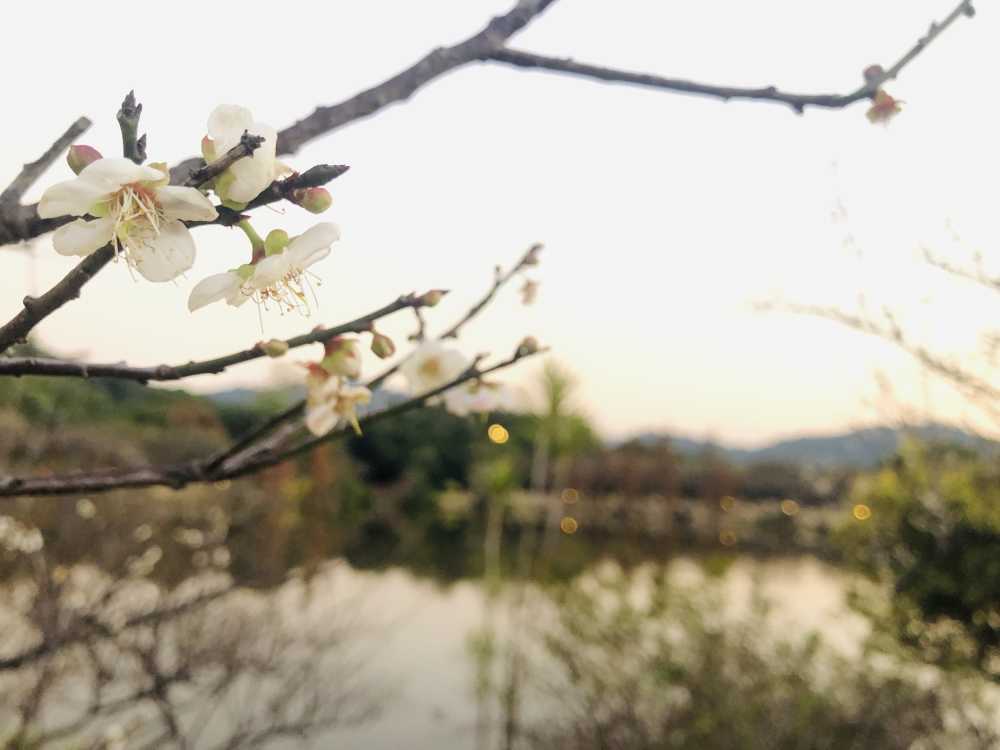 梅花