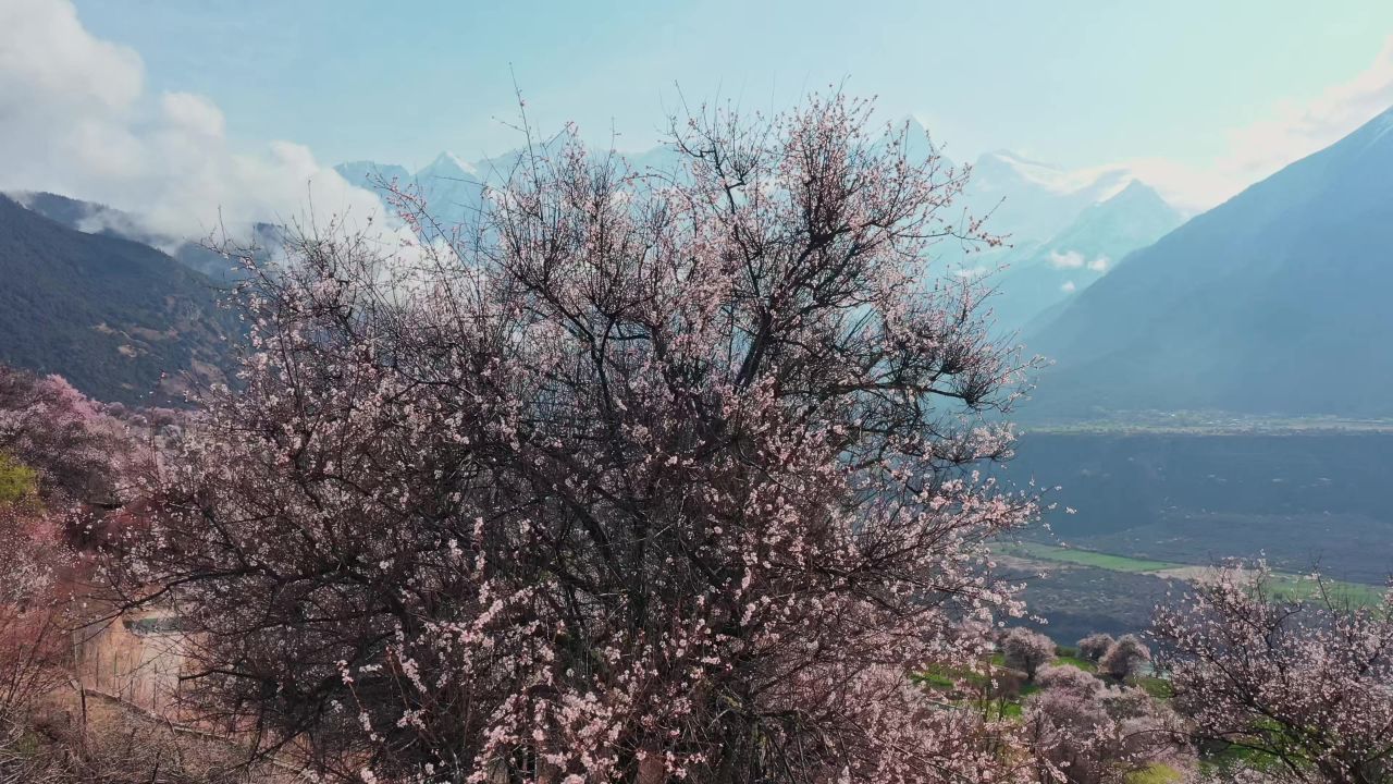 航拍桃花盛开的雅鲁藏布大峡谷风光