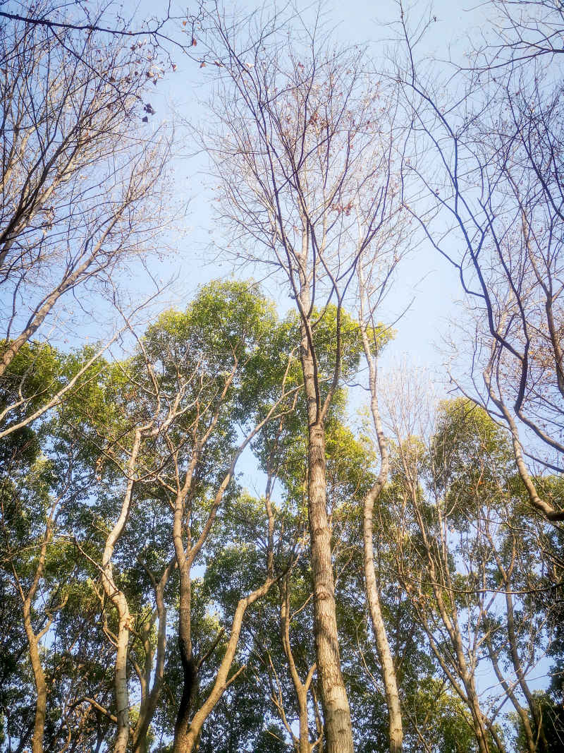 湖南省植物园各种植物摄影图