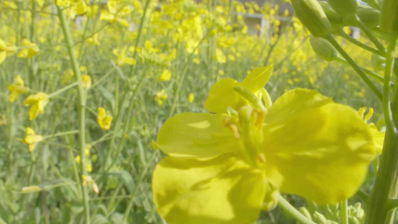 春天农村油菜花海蜜蜂采蜜 2