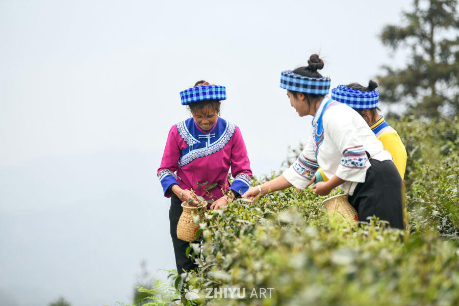 少数民族茶山采茶 10