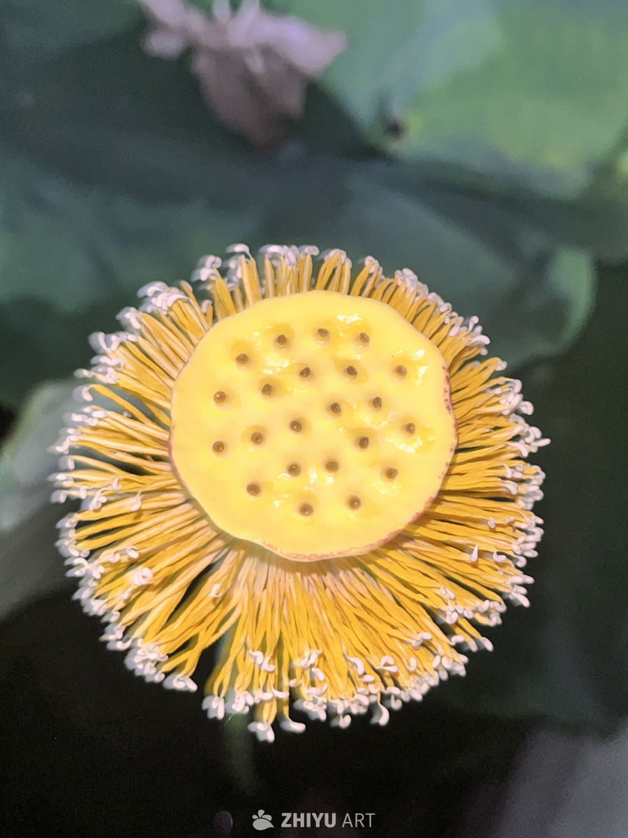 莲蓬的神秘之美