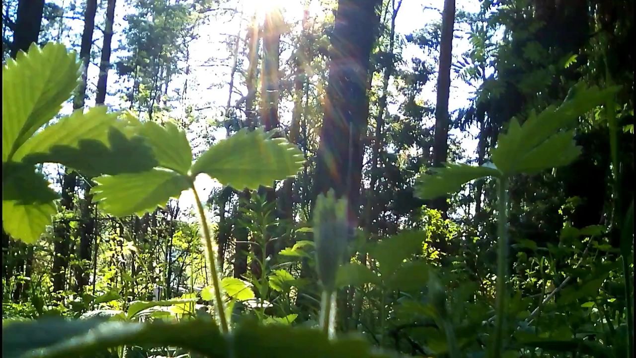 森林的太阳光线