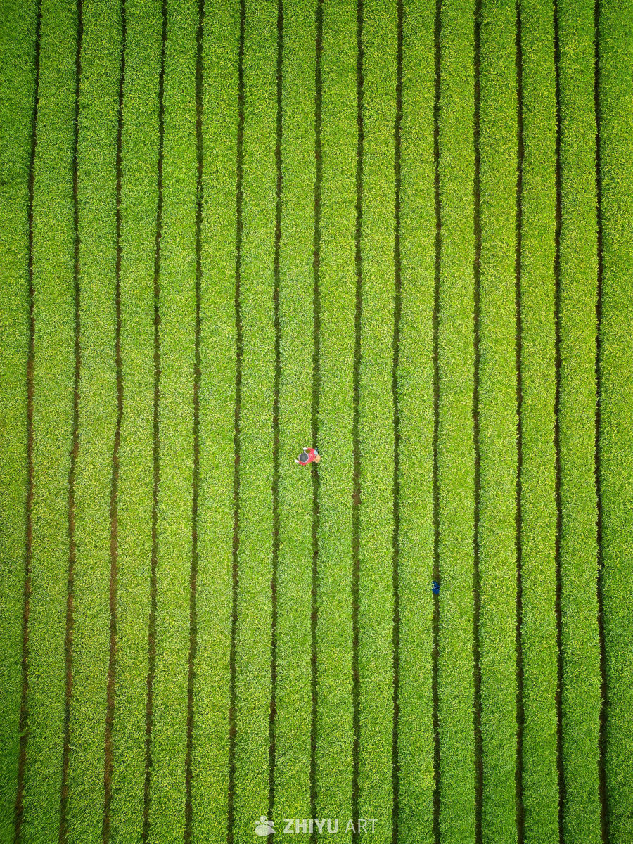 茶园织锦