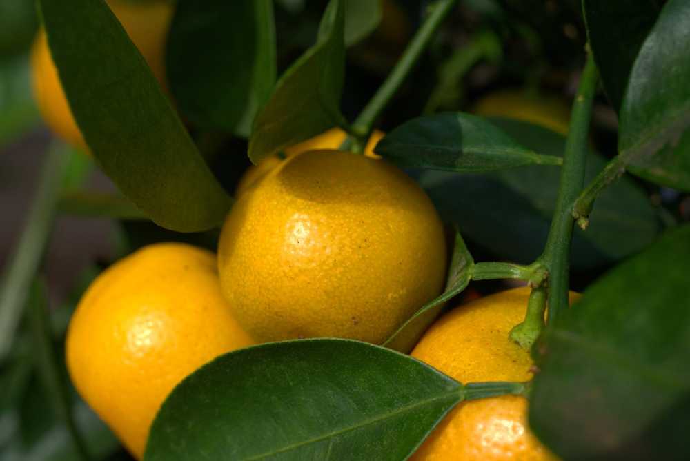 橙柑橘类水果新鲜