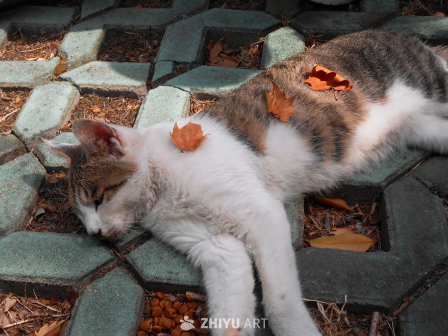 好米的猫猫