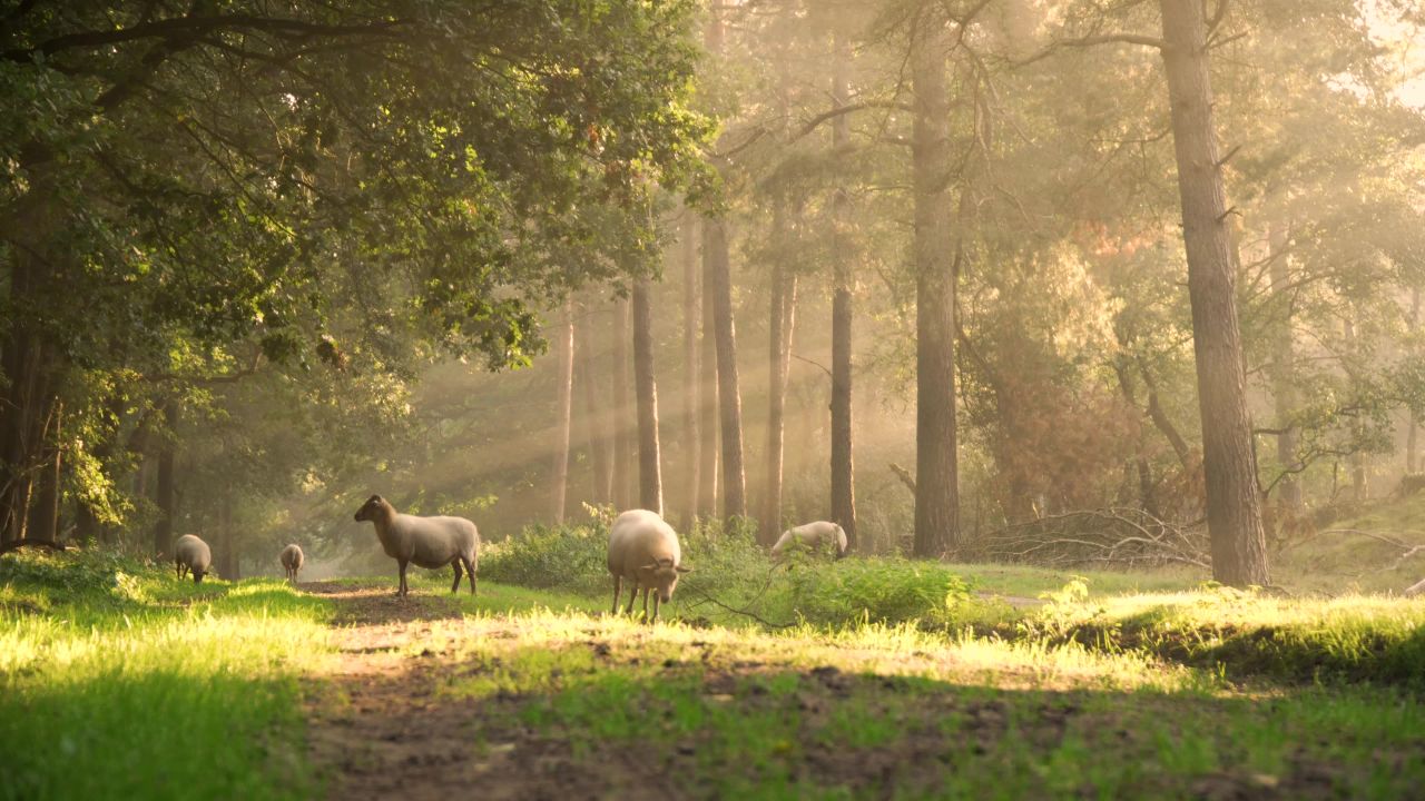 羊与阳光照耀之下的森林