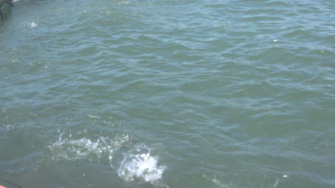 海洋牧场深海养殖