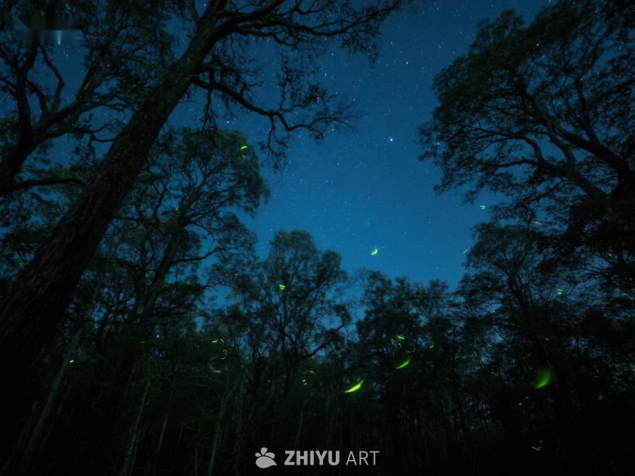 夜空下萤火虫闪烁的森林 405