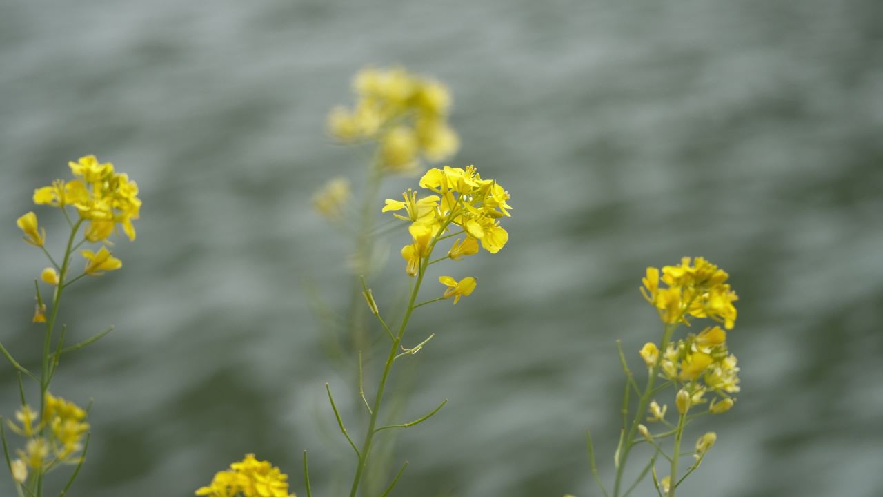 春天农村油菜花田野 1