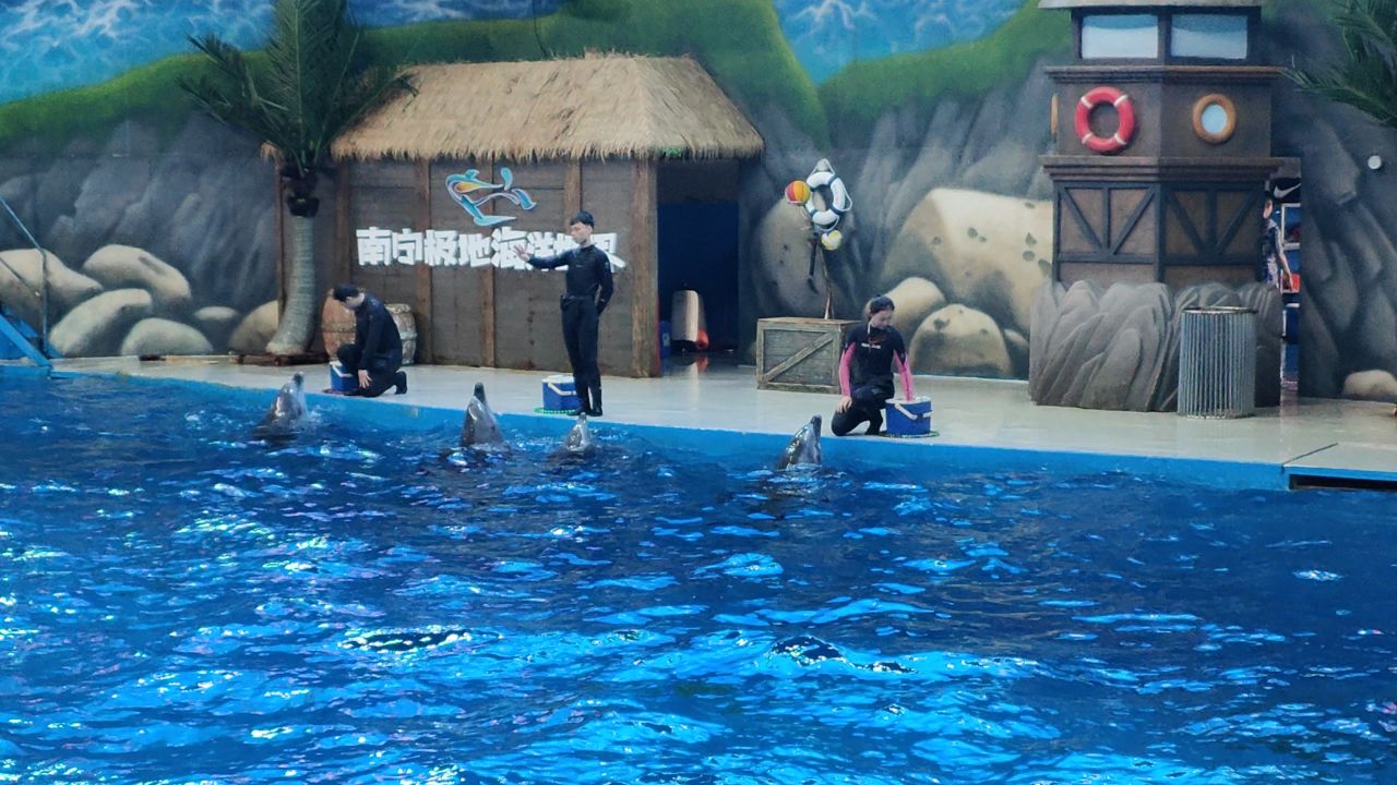 动物表演2