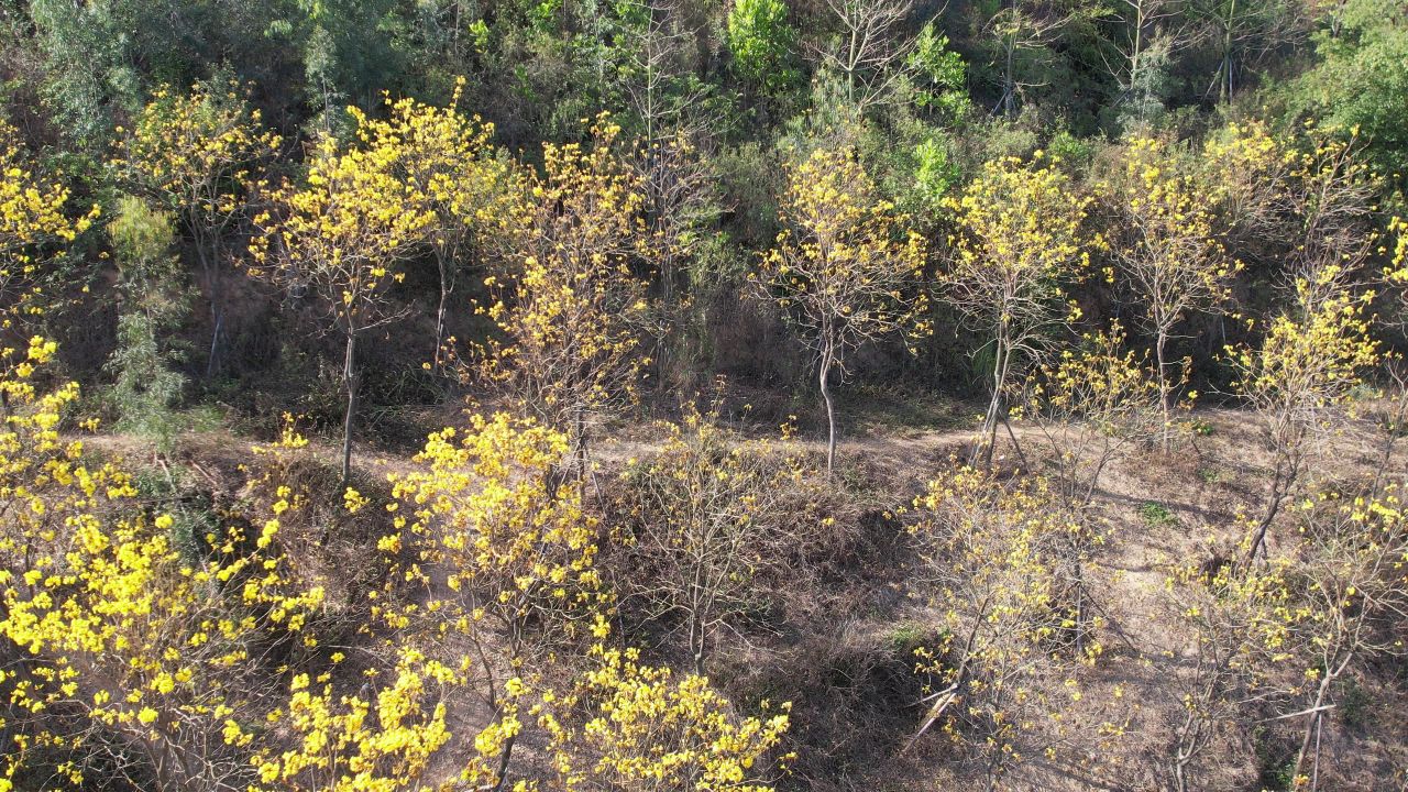 黄花风铃木航拍