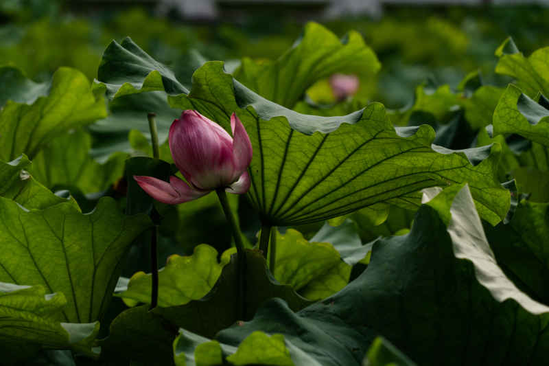 荷花
