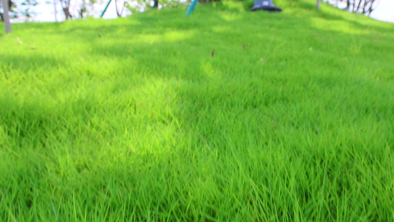 4K阳光青草绿树蓝天上摇