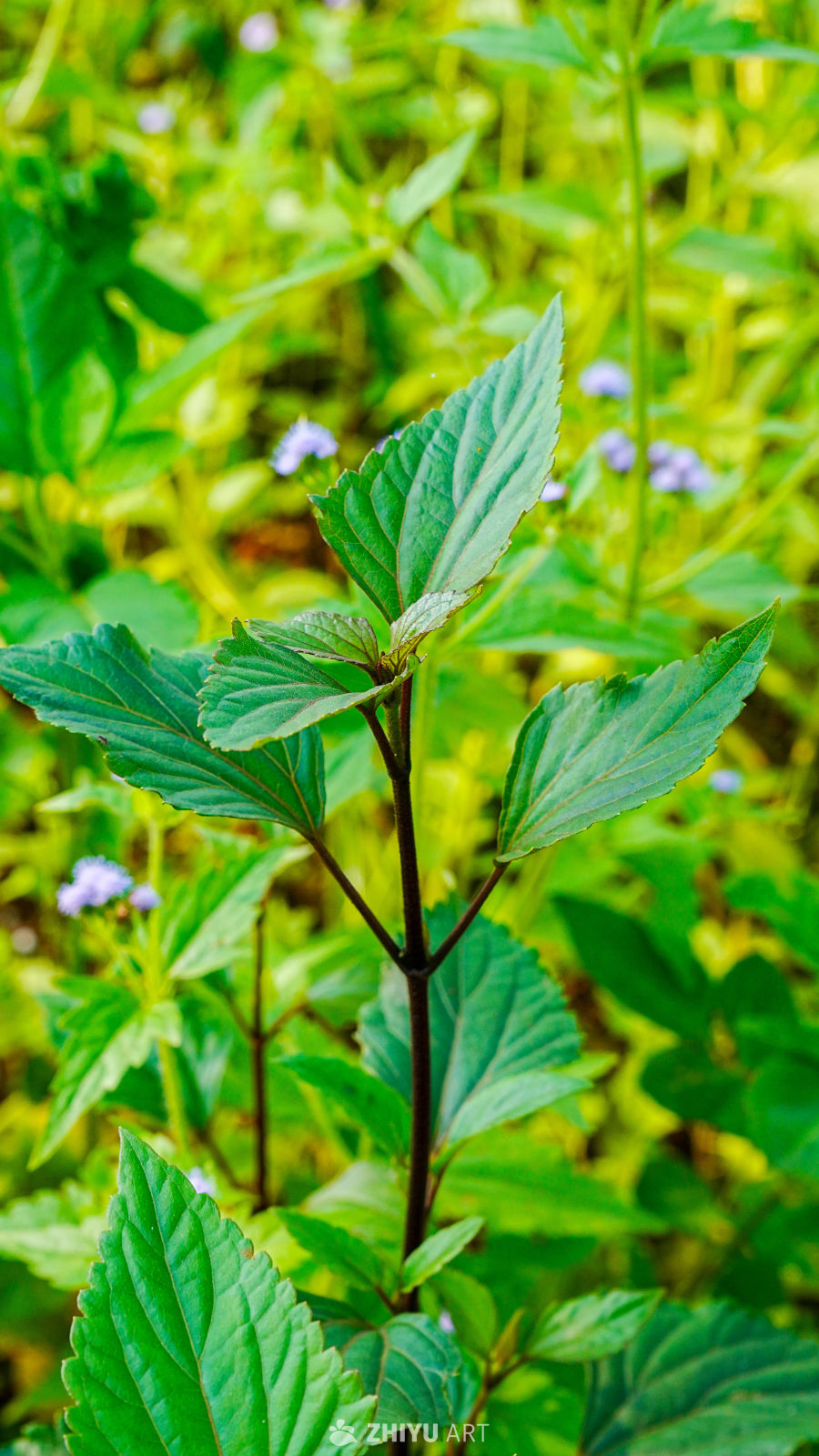 绿意盎然的自然角落
