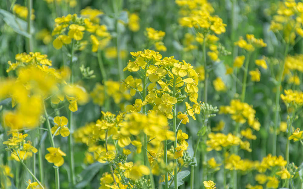 油菜花
