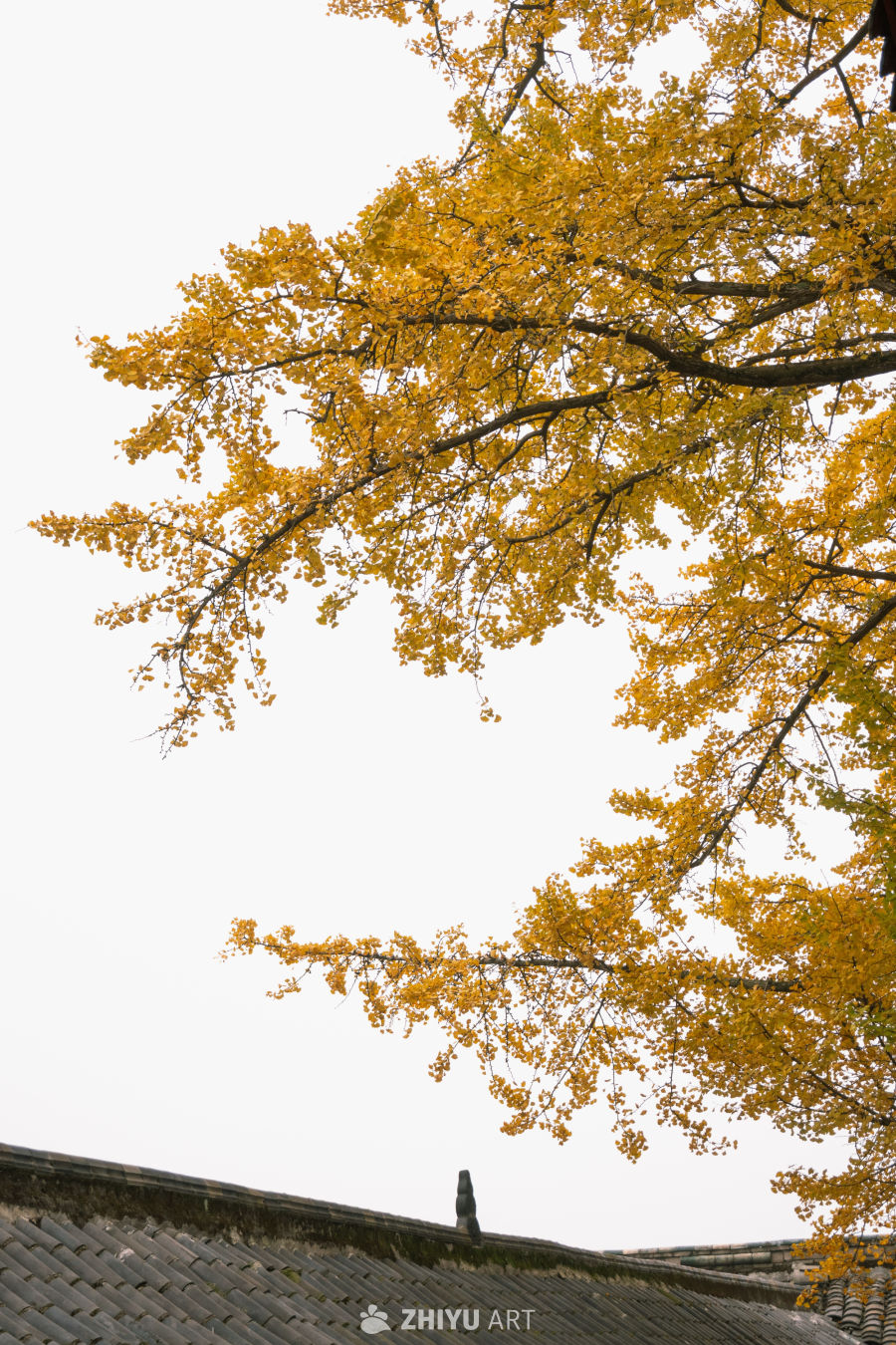 山寺银杏染秋黄