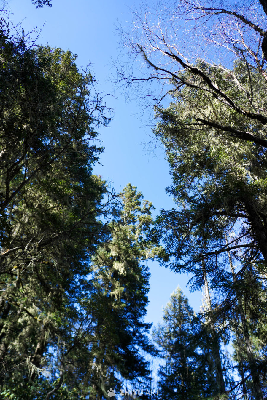 仰望森林蓝天