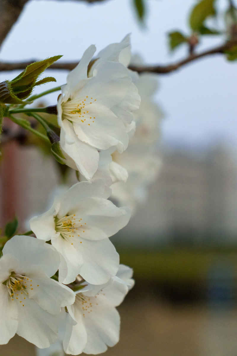 花影缤纷