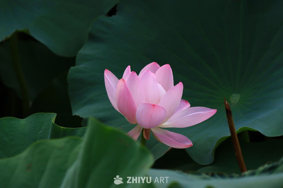 盛夏荷花 211