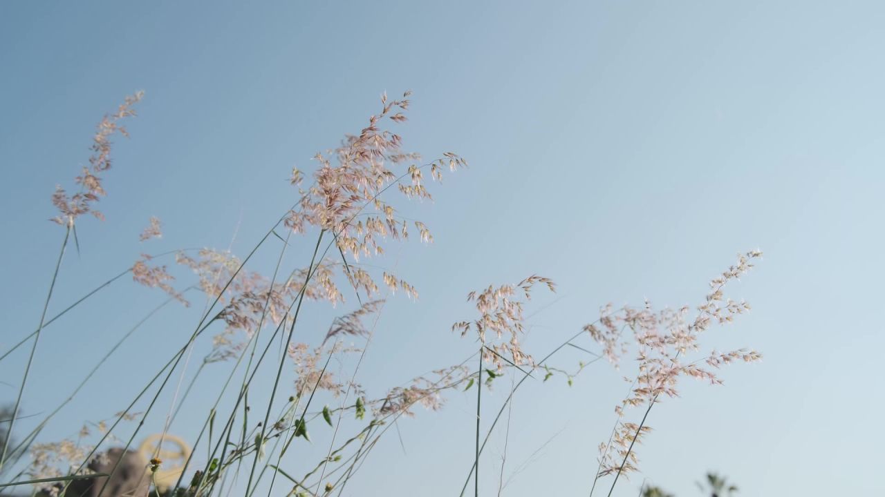 小清新