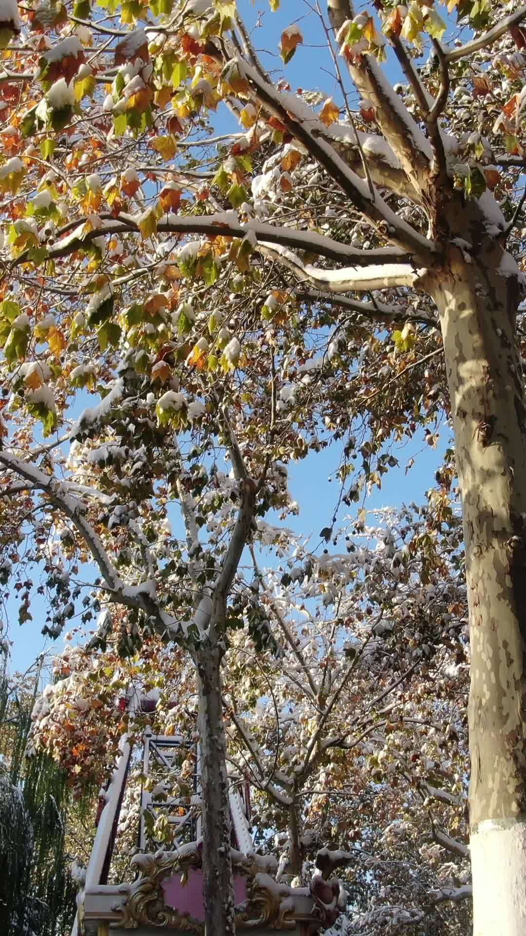 冬日雪景中的秋意
