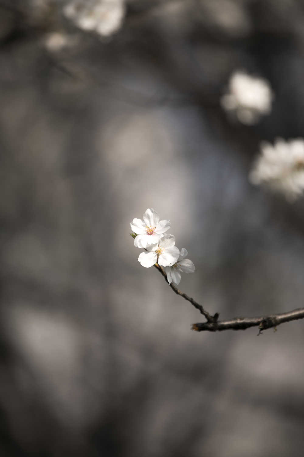 春日的樱花 6
