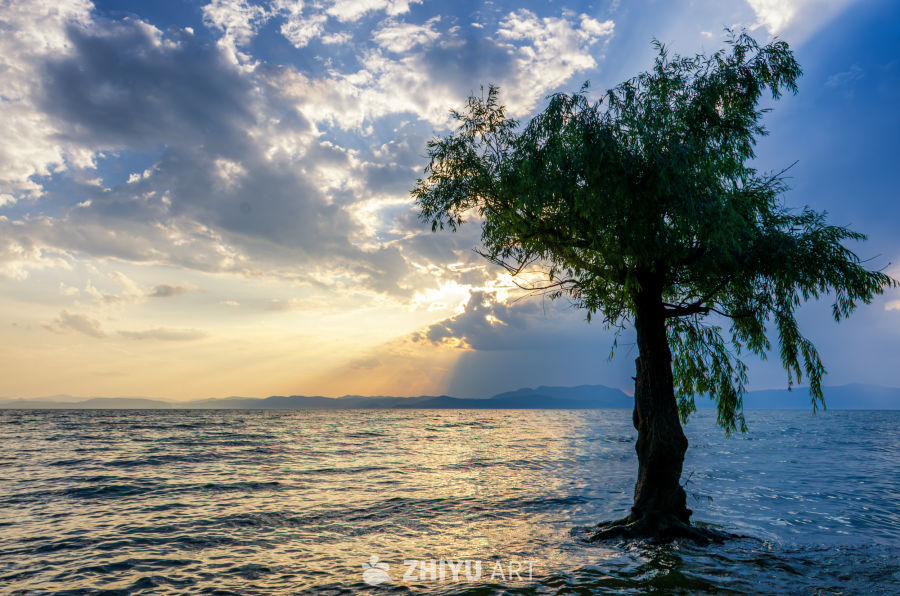 夕阳下的孤树与湖光