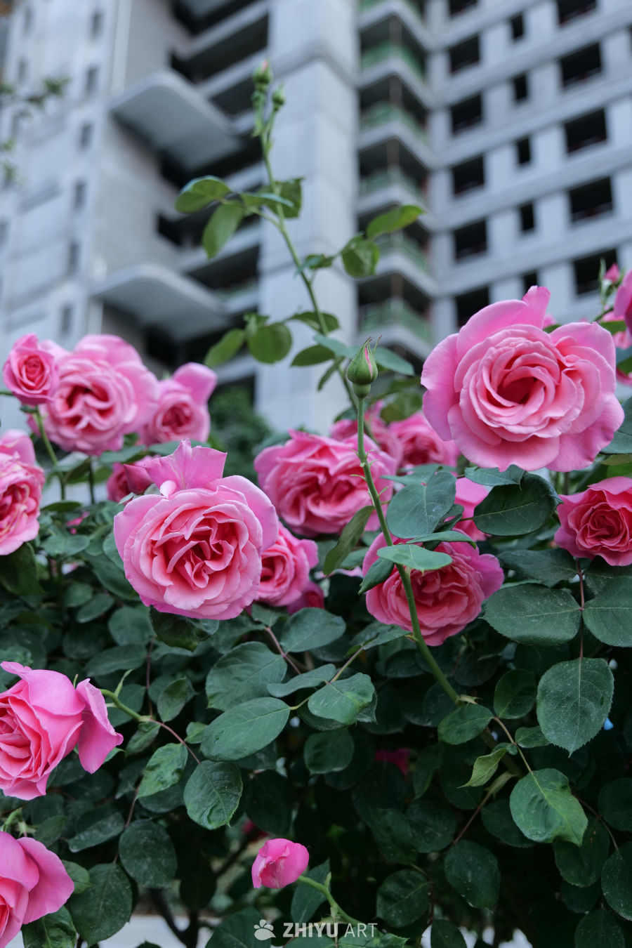 月季花 20
