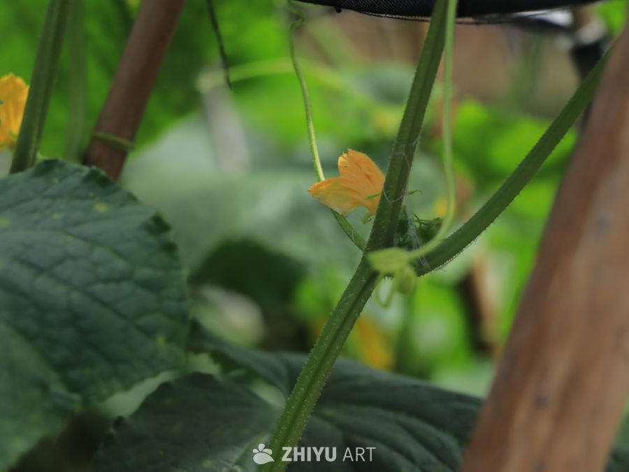 黄瓜花与绿叶