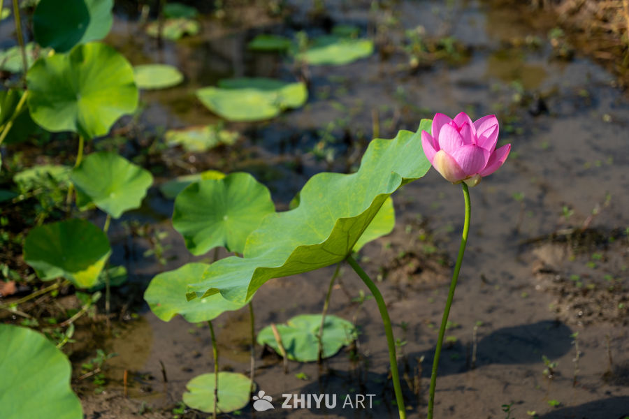 荷花 141