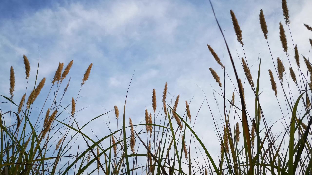 花草植物树枝树叶花朵实拍 