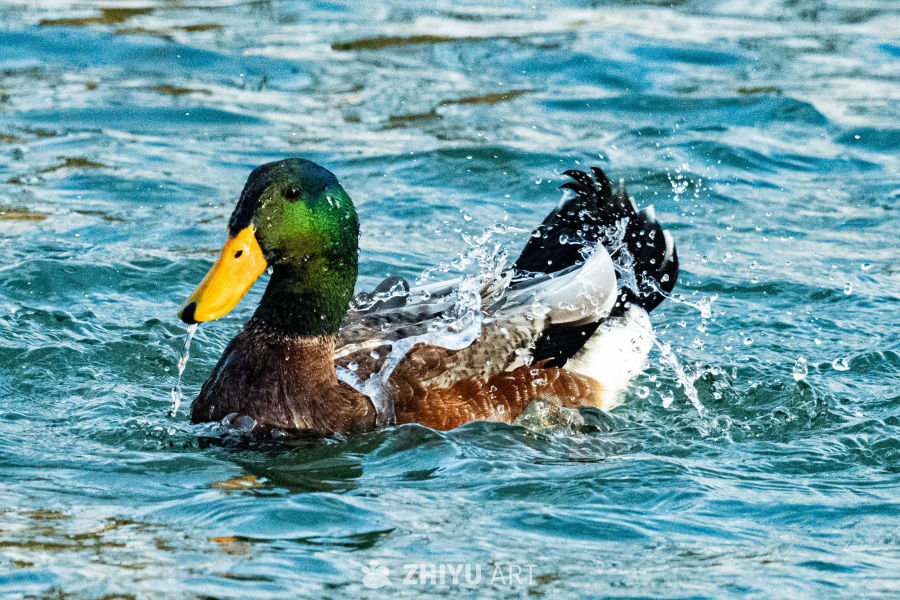 野鸭戏水瞬间