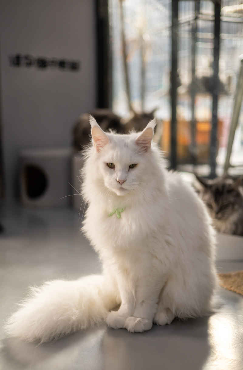 缅因猫