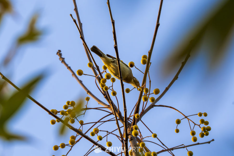 小鸟啄食果实的瞬间