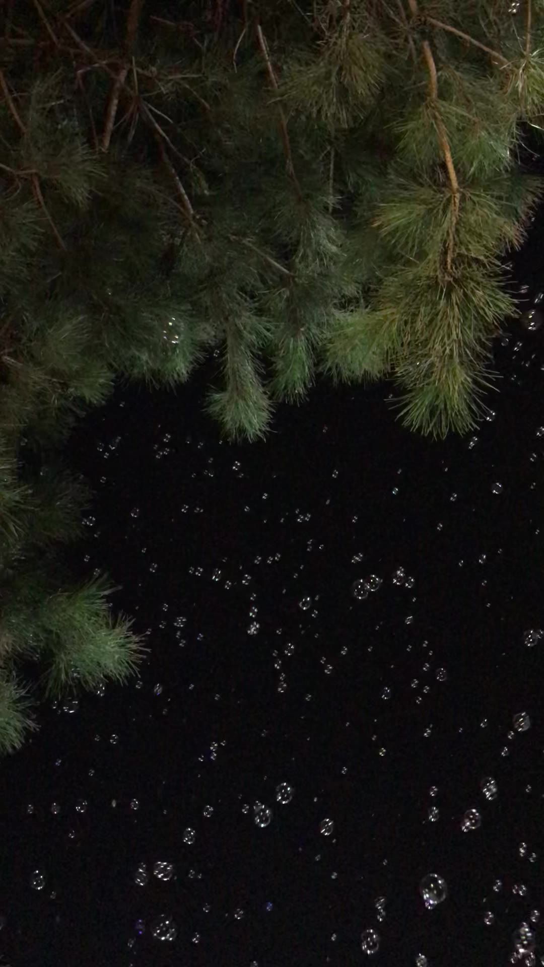 树下的泡泡
