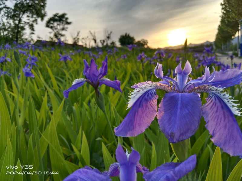 花