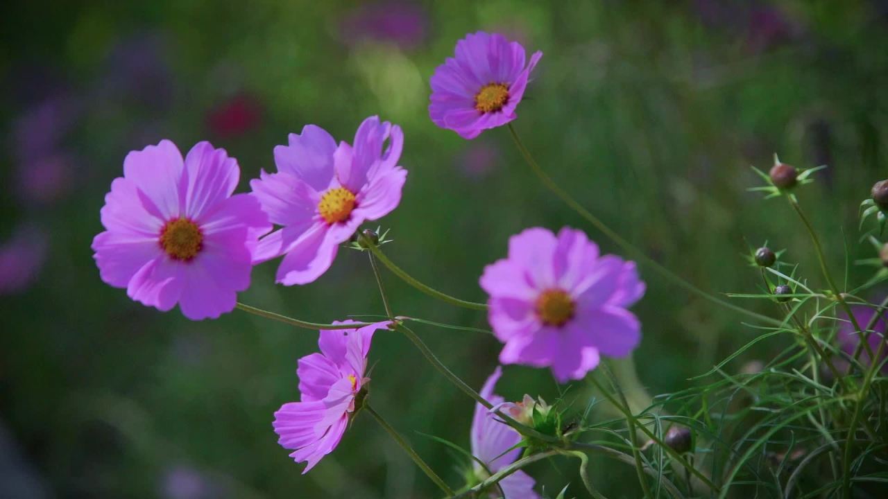 格桑花和草丛 4