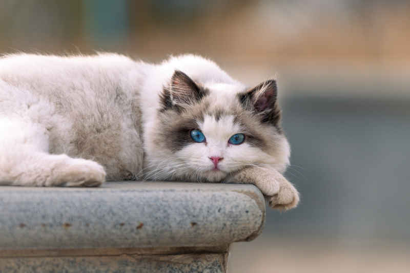 校园的布偶猫 4