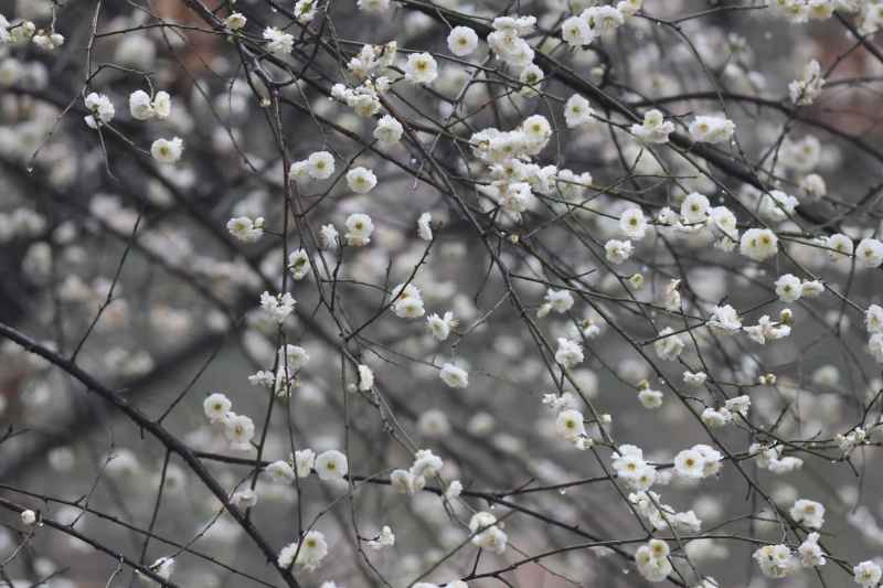 白色的梅花