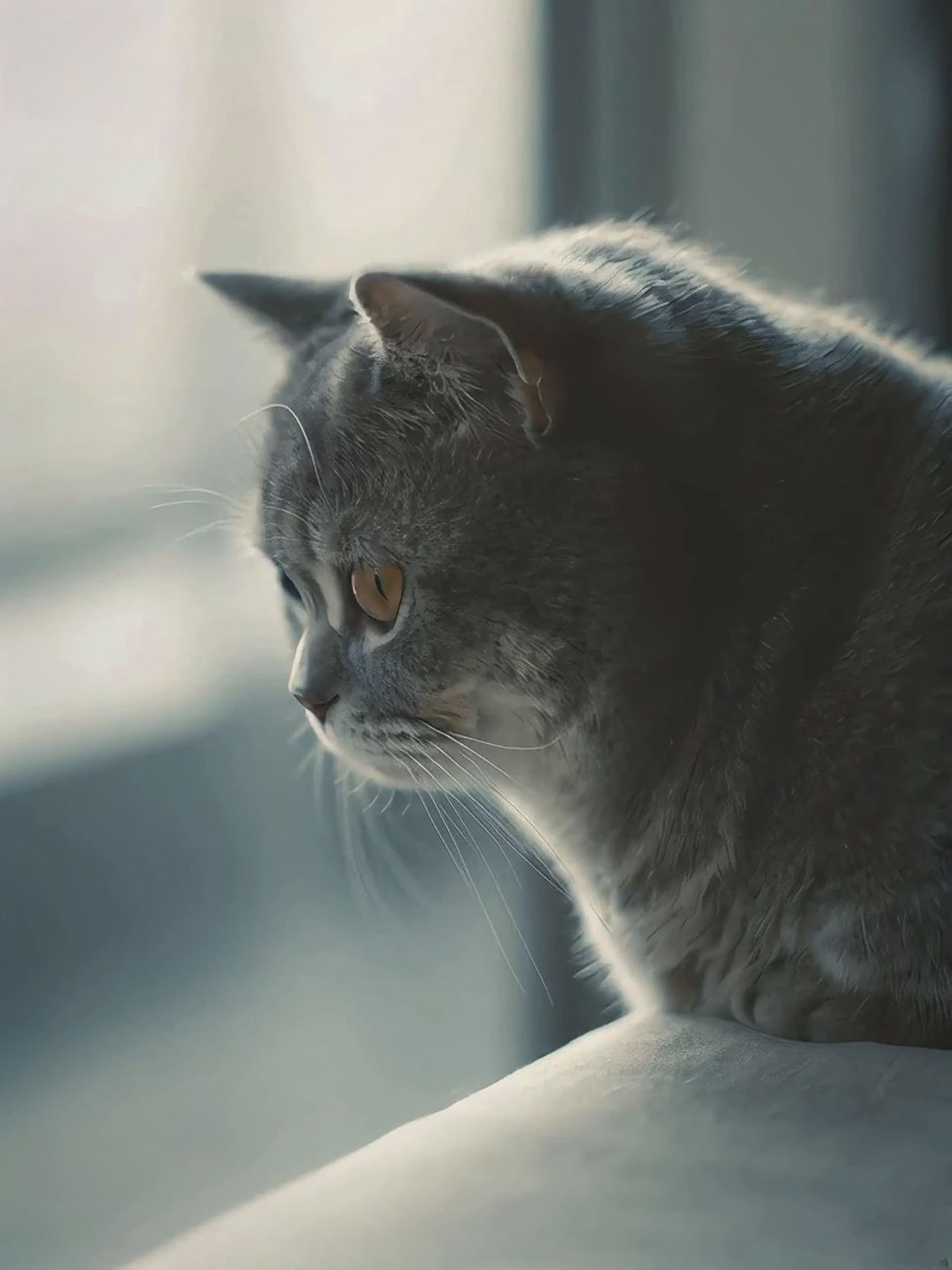 阳光下的猫