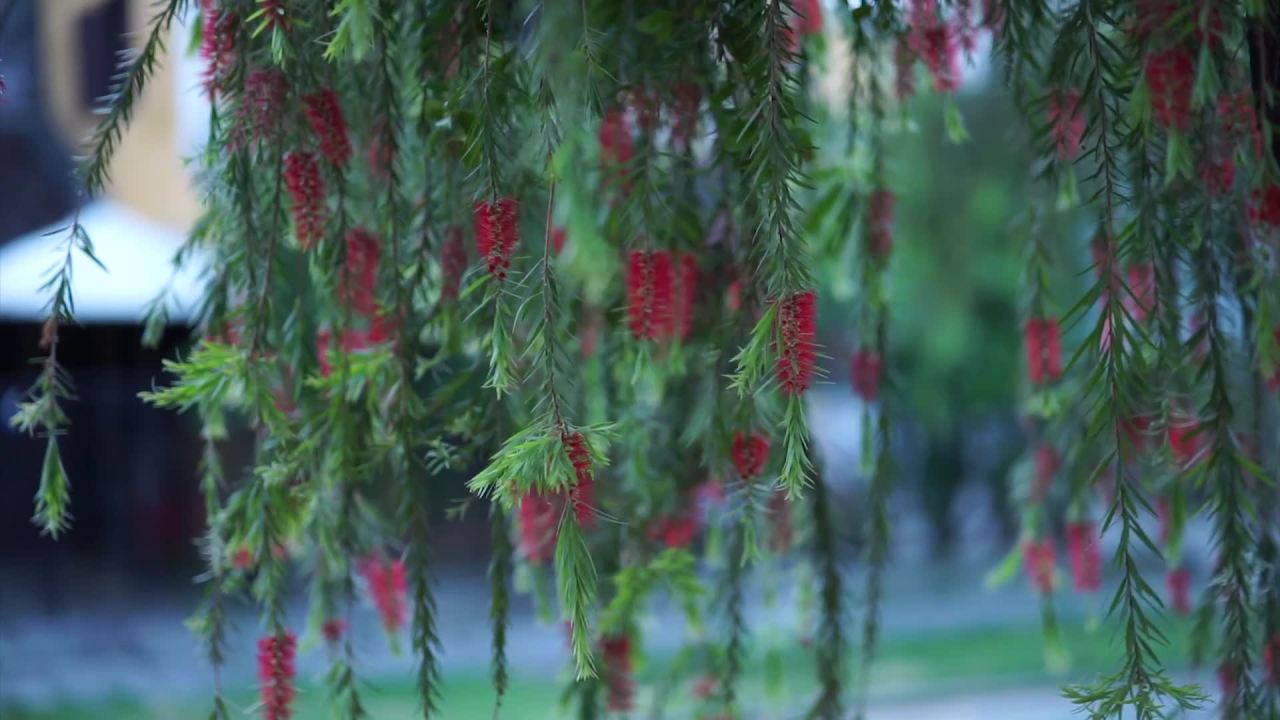 垂挂的红花穗