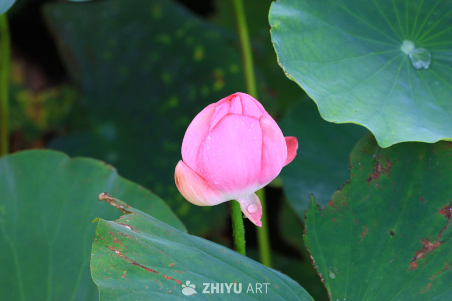盛夏荷花 108