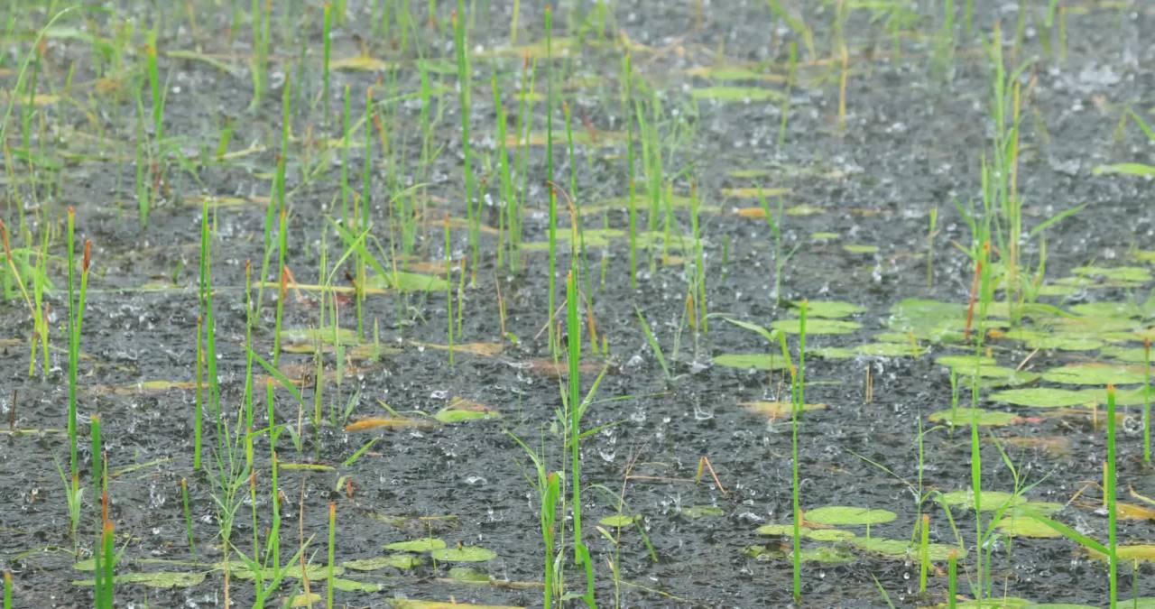 实拍8k暴雨季节