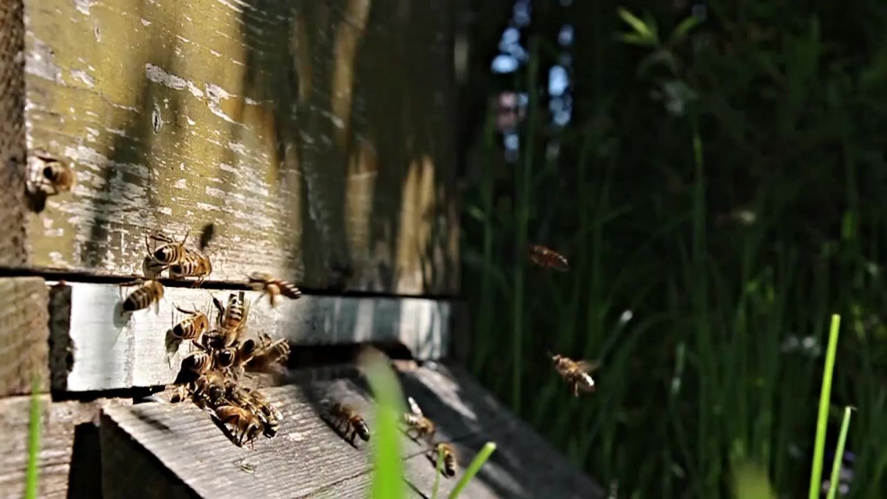 蜜蜂飞行蜂箱春天