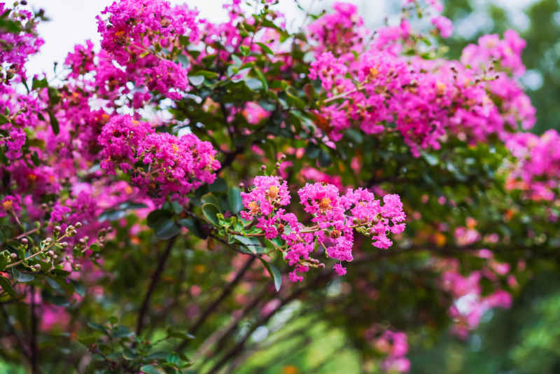 紫薇花 15