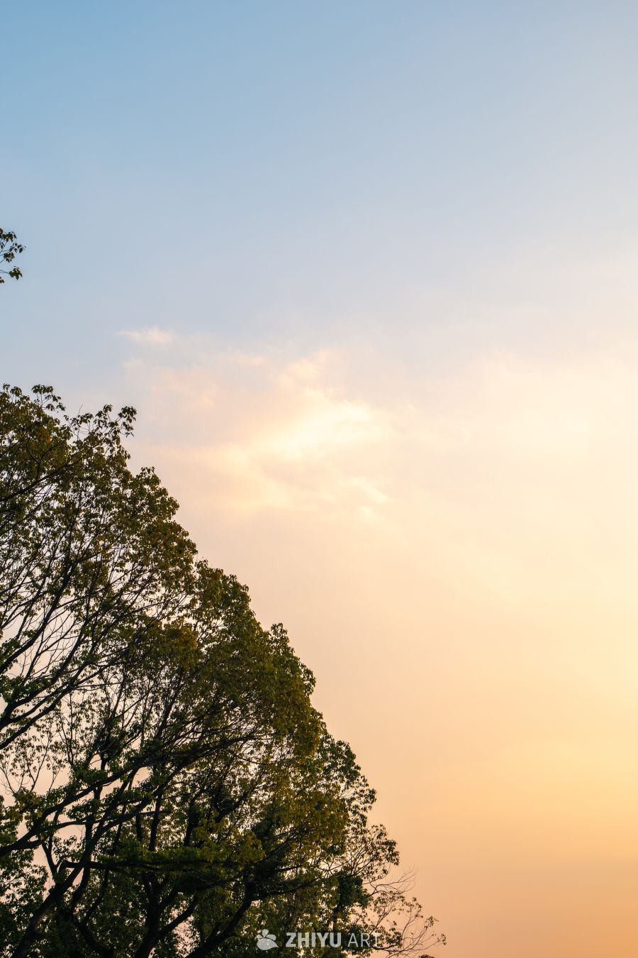 夕阳下的树影