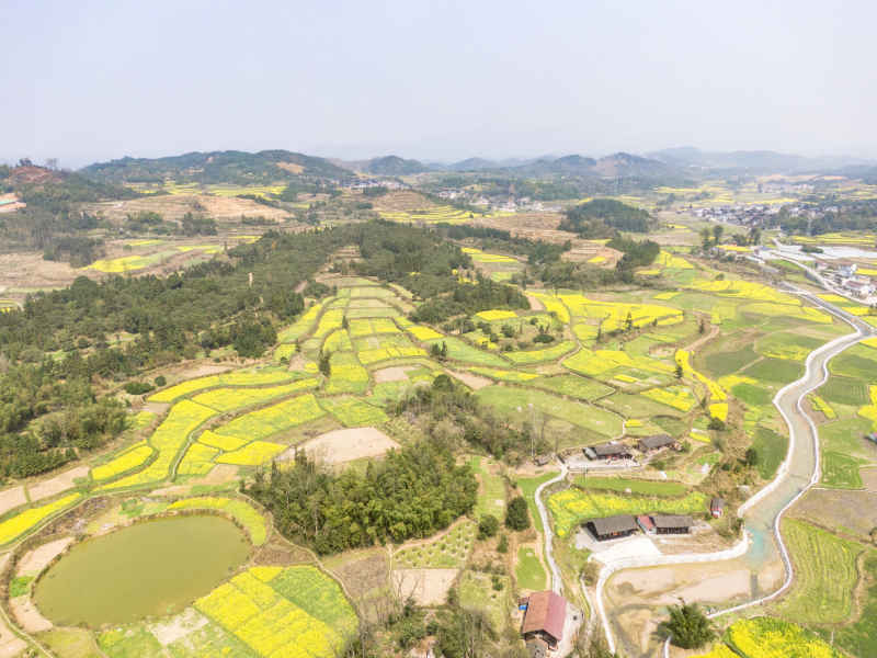 美丽乡村金黄油菜花盛开航拍摄影图 