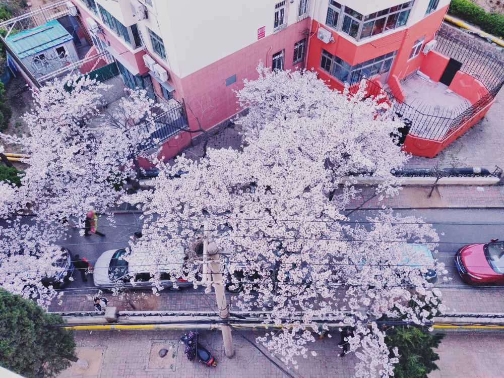 三明南路的樱花
