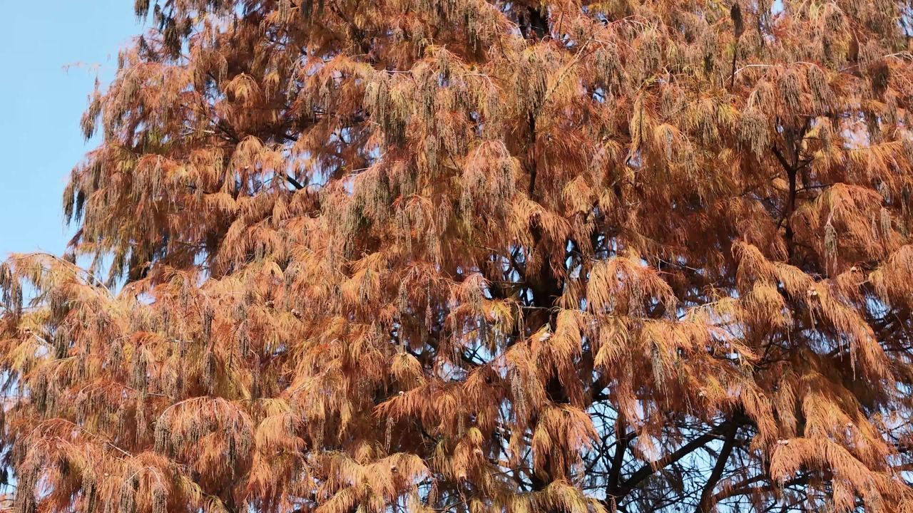 秋日枯树